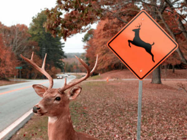 ಬೇಟೆಗಾರರಿಗಿಂತಲೂ ಮಾರಕ 