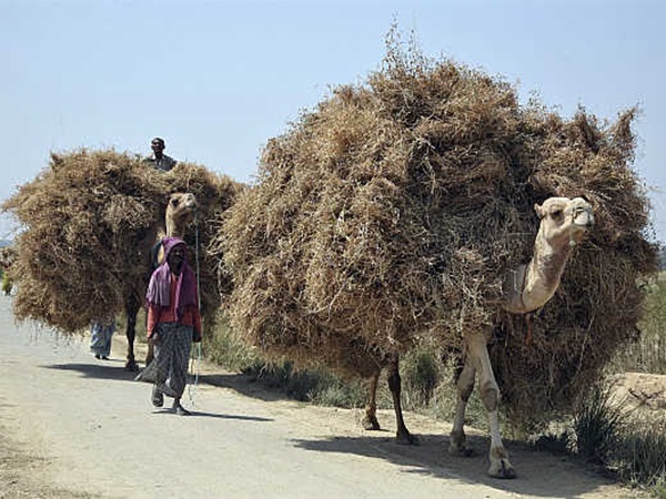 ವಾಹನಗಳಿಗೆ ಅಮಿತ ಭಾರ ಹೇರಿದ್ರೆ ಏನಾಗಬಹುದು ಅಂತೀರಾ?