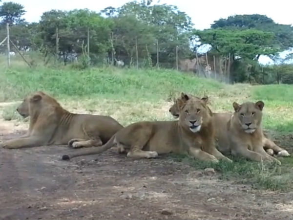 ಕಾರಿನ ಡೋರ್ ತೆರೆಯಲು ದ.ಆಫ್ರಿಕಾ ಸಿಂಹಗಳಿಗೆ ಗೊತ್ತು!