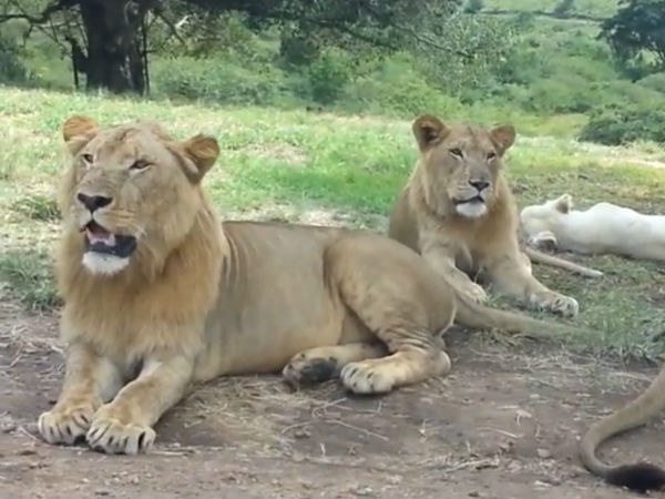 ಕಾರಿನ ಡೋರ್ ತೆರೆಯಲು ದ.ಆಫ್ರಿಕಾ ಸಿಂಹಗಳಿಗೆ ಗೊತ್ತು!
