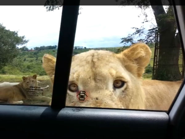 ಕಾರಿನ ಡೋರ್ ತೆರೆಯಲು ದ.ಆಫ್ರಿಕಾ ಸಿಂಹಗಳಿಗೆ ಗೊತ್ತು!