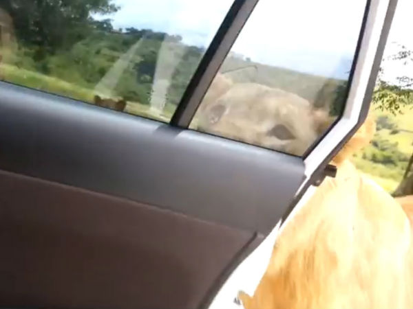 ಕಾರಿನ ಡೋರ್ ತೆರೆಯಲು ದ.ಆಫ್ರಿಕಾ ಸಿಂಹಗಳಿಗೆ ಗೊತ್ತು!