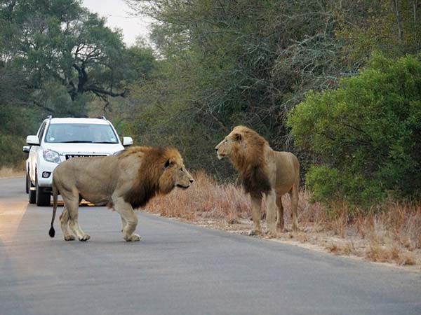 ಆಫ್ರಿಕಾ ದಟ್ಟಾರಣ್ಯದ ಹೈವೇಯಲ್ಲಿ ಸಿಂಹ ಕಾಳಗ 
