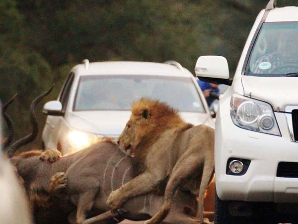 ಆಫ್ರಿಕಾ ದಟ್ಟಾರಣ್ಯದ ಹೈವೇಯಲ್ಲಿ ಸಿಂಹ ಕಾಳಗ 