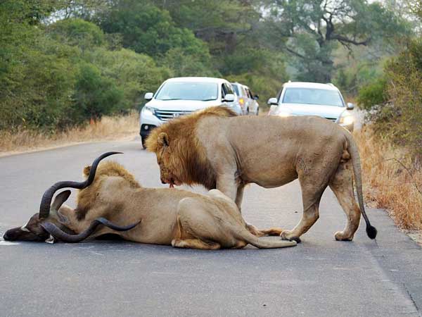 ಆಫ್ರಿಕಾ ದಟ್ಟಾರಣ್ಯದ ಹೈವೇಯಲ್ಲಿ ಸಿಂಹ ಕಾಳಗ 
