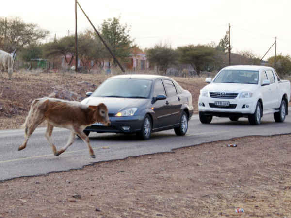 22. ಜಾನುವಾರುಗಳ ಕಾಟ 