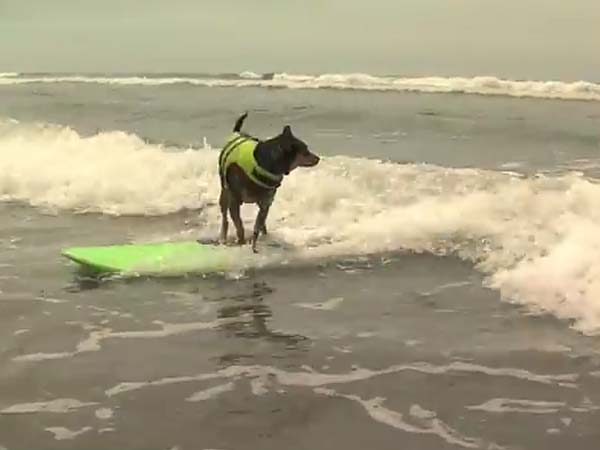 ಮುದ್ದಿನ ನಾಯಿಯಿಂದ ಸರ್ಫಿಂಗ್ ಗಿನ್ನೆಸ್ ದಾಖಲೆ 