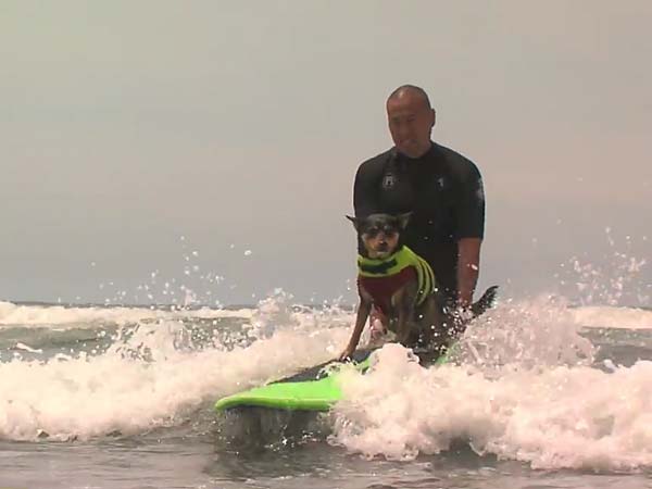ಮುದ್ದಿನ ನಾಯಿಯಿಂದ ಸರ್ಫಿಂಗ್ ಗಿನ್ನೆಸ್ ದಾಖಲೆ 