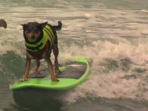 ಮುದ್ದಿನ ನಾಯಿಯಿಂದ ಸರ್ಫಿಂಗ್ ಗಿನ್ನೆಸ್ ದಾಖಲೆ 