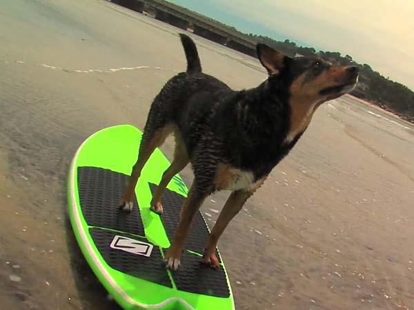 ಮುದ್ದಿನ ನಾಯಿಯಿಂದ ಸರ್ಫಿಂಗ್ ಗಿನ್ನೆಸ್ ದಾಖಲೆ 