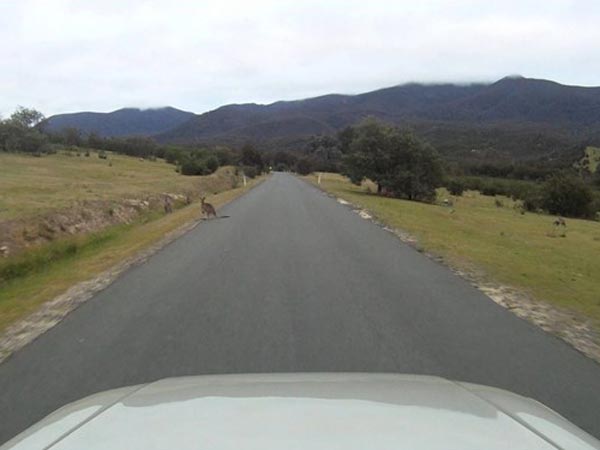 ವೋಲ್ವೋದಿಂದ ಕಾಂಗರೂ ಪತ್ತೇದಾರಿ ತಂತ್ರಜ್ಞಾನ 