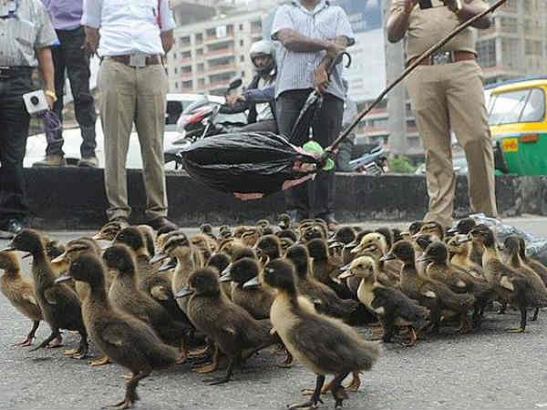 ಬಾತುಕೋಳಿಯಿಂದ ಸಾಧ್ಯವಾದ್ದಲ್ಲಿ ನಮ್ಮಿಂದ ಏಕೆ ಸಾಧ್ಯವಿಲ್ಲ?