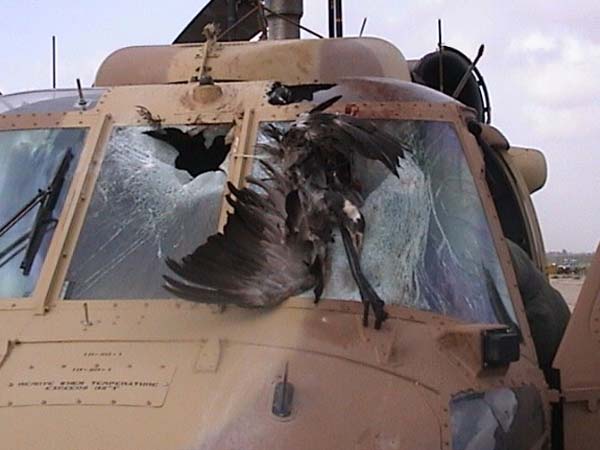 ಮೃದುವಾದ ಹಕ್ಕಿ ಢಿಕ್ಕಿಯಿಂದ ವಿಮಾನ ಪತನ; ಏನಿದರ ಮರ್ಮ?