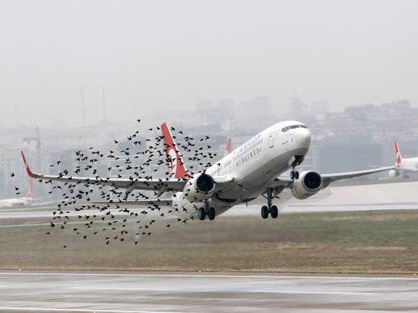 ಮೃದುವಾದ ಹಕ್ಕಿ ಢಿಕ್ಕಿಯಿಂದ ವಿಮಾನ ಪತನ; ಏನಿದರ ಮರ್ಮ?