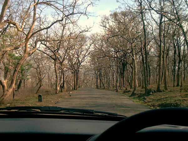  07. ರಾಷ್ಟ್ರೀಯ ಹೆದ್ದಾರಿ 209, ಸತ್ಯಮಂಗಲಂ ವನ್ಯಜೀವಿ 