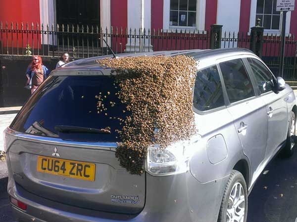 ರಾಣಿಯ ರಕ್ಷಣೆಗಾಗಿ ಸಿನೆಮಾ ಶೈಲಿಯಲ್ಲಿ ದಿನವಿಡೀ ಕಾರನ್ನು ಅಟ್ಟಾಡಿಸಿದ ಜೇನ್ನೊಣಗಳು! 