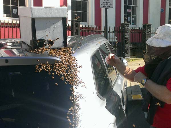 ರಾಣಿಯ ರಕ್ಷಣೆಗಾಗಿ ಸಿನೆಮಾ ಶೈಲಿಯಲ್ಲಿ ದಿನವಿಡೀ ಕಾರನ್ನು ಅಟ್ಟಾಡಿಸಿದ ಜೇನ್ನೊಣಗಳು! 