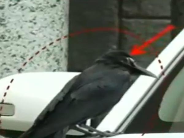 ಕಾಗೆ ಕಾಟದಿಂದ ಬದಲಾಯ್ತು ಕಾರು; ಸಿಎಂ ಸಿದ್ದು ಅದೃಷ್ಟ ಸಂಖ್ಯೆ '2016'