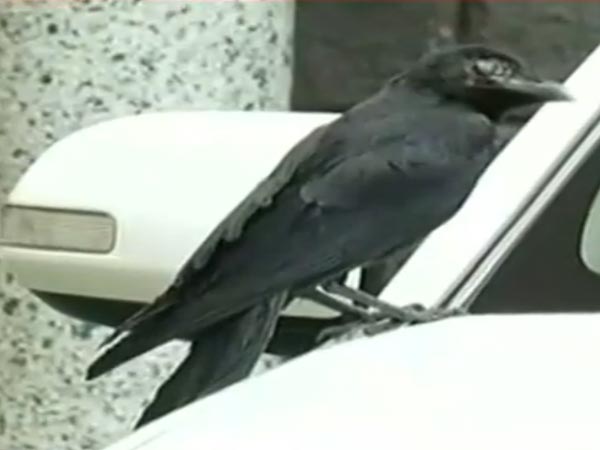 ಕಾಗೆ ಕಾಟದಿಂದ ಬದಲಾಯ್ತು ಕಾರು; ಸಿಎಂ ಸಿದ್ದು ಅದೃಷ್ಟ ಸಂಖ್ಯೆ '2016'