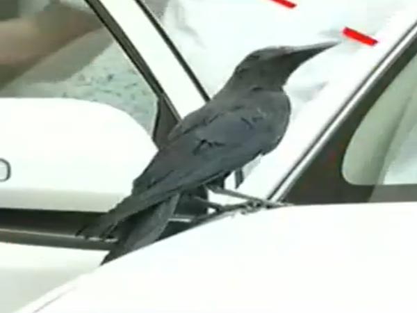 ಕಾಗೆ ಕಾಟದಿಂದ ಬದಲಾಯ್ತು ಕಾರು; ಸಿಎಂ ಸಿದ್ದು ಅದೃಷ್ಟ ಸಂಖ್ಯೆ '2016'