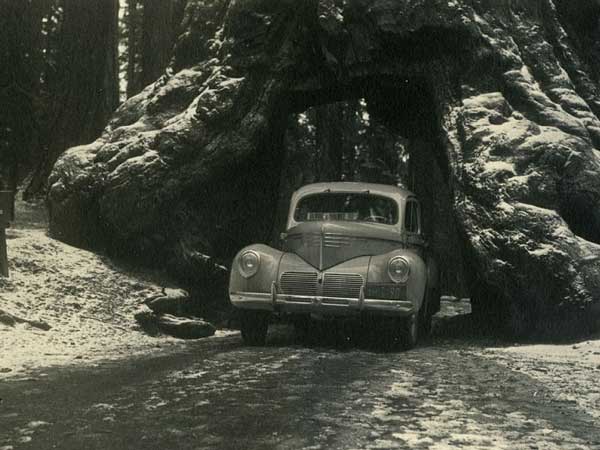 ಮೂಕ ವಿಸ್ಮಯ; 2,000 ವರ್ಷದಷ್ಟು ಹಳೆಯದಾದ ಮರದಡಿಯಲ್ಲಿ ಕಾರು ಚಾಲನೆ! 