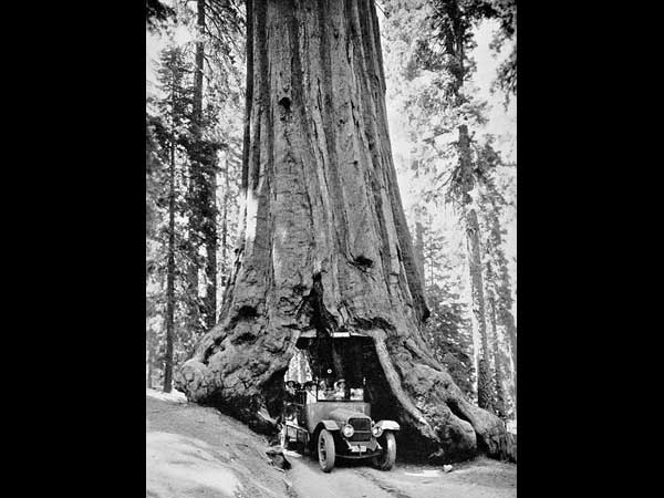 ಮೂಕ ವಿಸ್ಮಯ; 2,000 ವರ್ಷದಷ್ಟು ಹಳೆಯದಾದ ಮರದಡಿಯಲ್ಲಿ ಕಾರು ಚಾಲನೆ! 