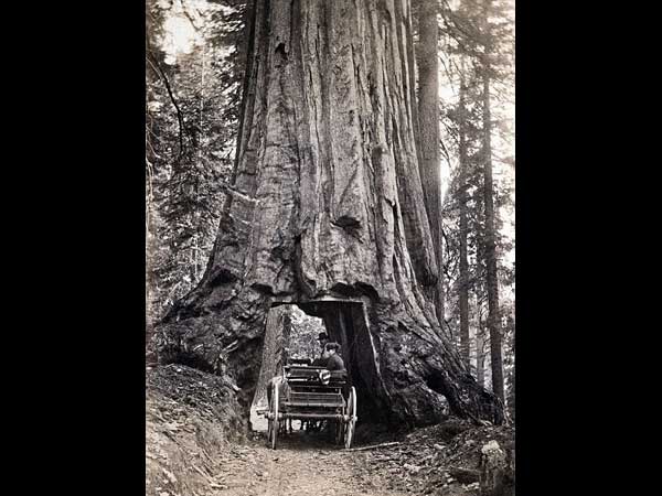 ಮೂಕ ವಿಸ್ಮಯ; 2,000 ವರ್ಷದಷ್ಟು ಹಳೆಯದಾದ ಮರದಡಿಯಲ್ಲಿ ಕಾರು ಚಾಲನೆ! 