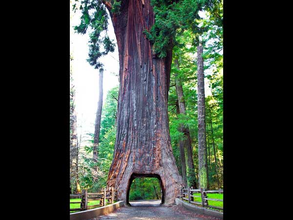 ಮೂಕ ವಿಸ್ಮಯ; 2,000 ವರ್ಷದಷ್ಟು ಹಳೆಯದಾದ ಮರದಡಿಯಲ್ಲಿ ಕಾರು ಚಾಲನೆ! 