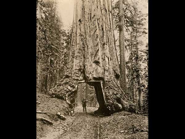 ಮೂಕ ವಿಸ್ಮಯ; 2,000 ವರ್ಷದಷ್ಟು ಹಳೆಯದಾದ ಮರದಡಿಯಲ್ಲಿ ಕಾರು ಚಾಲನೆ! 