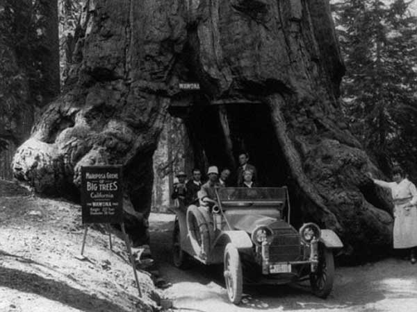 ಮೂಕ ವಿಸ್ಮಯ; 2,000 ವರ್ಷದಷ್ಟು ಹಳೆಯದಾದ ಮರದಡಿಯಲ್ಲಿ ಕಾರು ಚಾಲನೆ! 