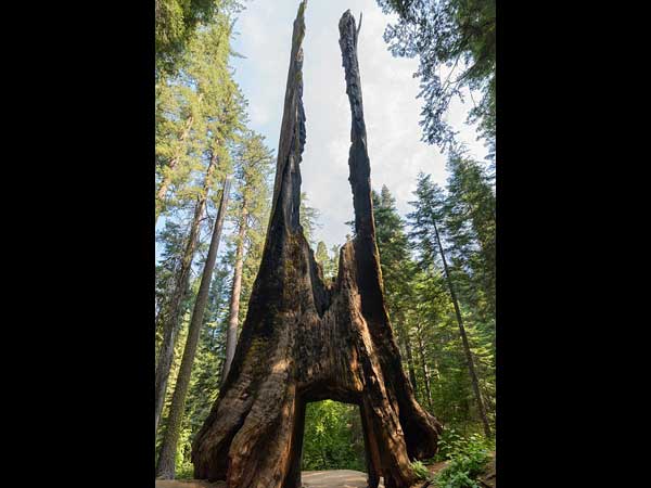 ಮೂಕ ವಿಸ್ಮಯ; 2,000 ವರ್ಷದಷ್ಟು ಹಳೆಯದಾದ ಮರದಡಿಯಲ್ಲಿ ಕಾರು ಚಾಲನೆ! 