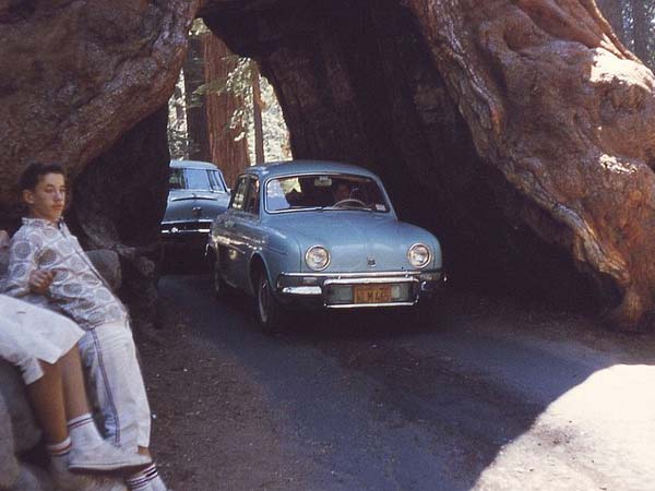 ಮೂಕ ವಿಸ್ಮಯ; 2,000 ವರ್ಷದಷ್ಟು ಹಳೆಯದಾದ ಮರದಡಿಯಲ್ಲಿ ಕಾರು ಚಾಲನೆ! 