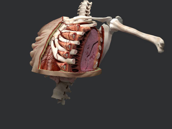 ಅಪಘಾತದಿಂದ ರಕ್ಷಣೆಗಾಗಿ ಅತಿಮಾನುಷ ತಂತ್ರಜ್ಞಾನ