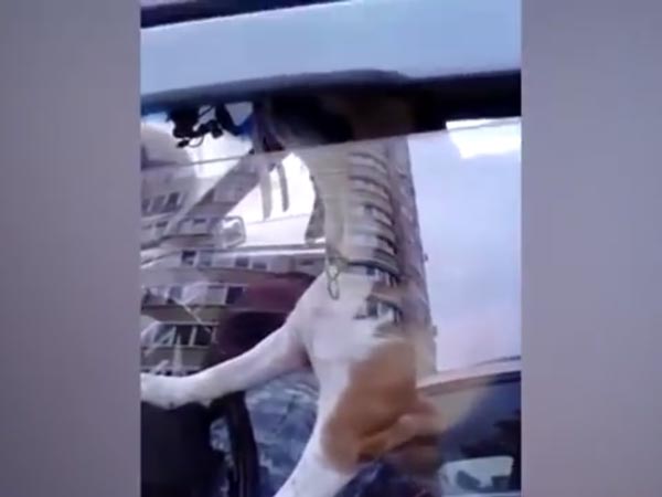 ಕಾರಲ್ಲಿ ಸಿಕ್ಕಾಕೊಂಡ ಜಿನಿಯಸ್ ನಾಯಿ ಮಾಡಿದ್ದೇನು ?