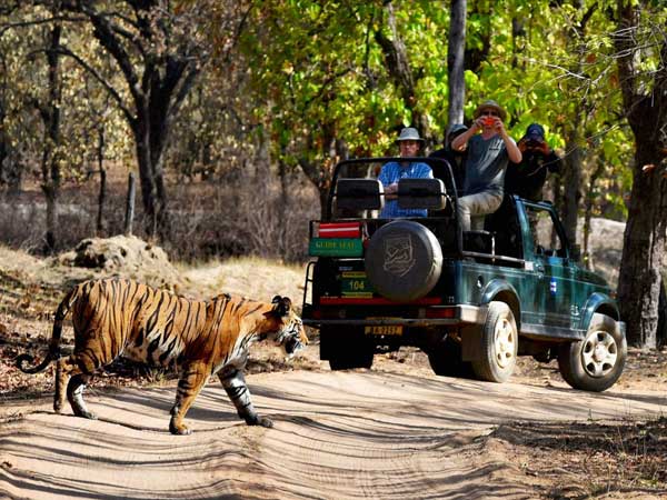 ಬನ್ನೇರುಘಟ್ಟದಲ್ಲಿ ಸಿಂಹಗಳಿಗೆ ಚೆಲ್ಲಾಟ ಪ್ರವಾಸಿಗರಿಗೆ ಪ್ರಾಣ ಸಂಕಟ!