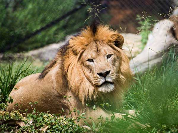 ಬನ್ನೇರುಘಟ್ಟದಲ್ಲಿ ಸಿಂಹಗಳಿಗೆ ಚೆಲ್ಲಾಟ ಪ್ರವಾಸಿಗರಿಗೆ ಪ್ರಾಣ ಸಂಕಟ!