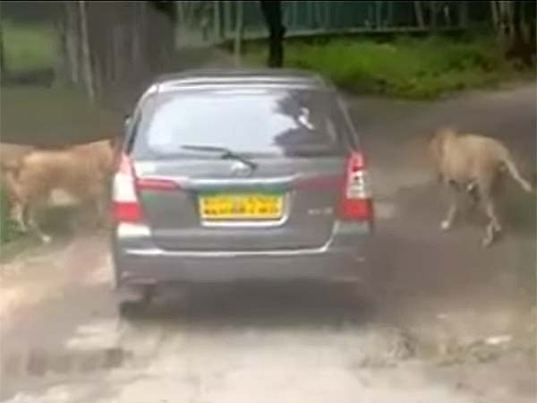 ಬನ್ನೇರುಘಟ್ಟದಲ್ಲಿ ಸಿಂಹಗಳಿಗೆ ಚೆಲ್ಲಾಟ ಪ್ರವಾಸಿಗರಿಗೆ ಪ್ರಾಣ ಸಂಕಟ!