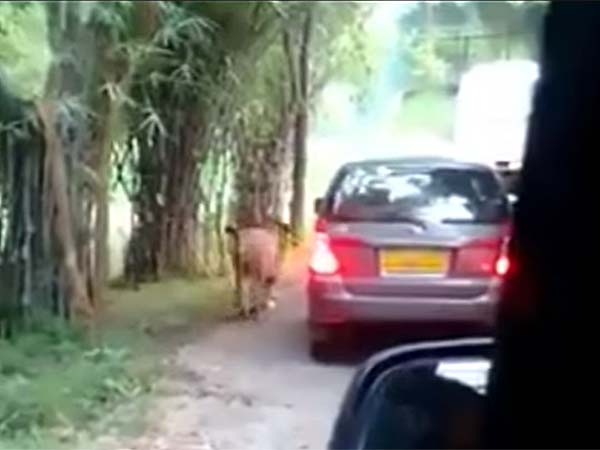 ಬನ್ನೇರುಘಟ್ಟದಲ್ಲಿ ಸಿಂಹಗಳಿಗೆ ಚೆಲ್ಲಾಟ ಪ್ರವಾಸಿಗರಿಗೆ ಪ್ರಾಣ ಸಂಕಟ!