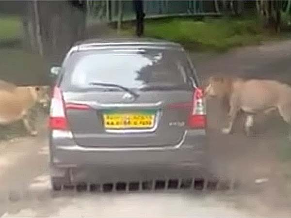 ಬನ್ನೇರುಘಟ್ಟದಲ್ಲಿ ಸಿಂಹಗಳಿಗೆ ಚೆಲ್ಲಾಟ ಪ್ರವಾಸಿಗರಿಗೆ ಪ್ರಾಣ ಸಂಕಟ!