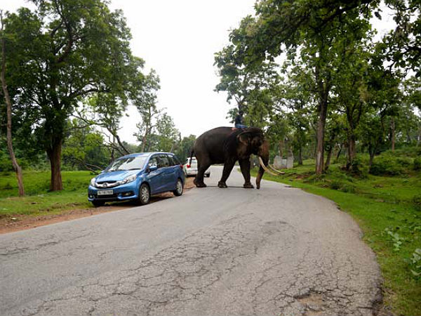 ಬನ್ನೇರುಘಟ್ಟದಲ್ಲಿ ಸಿಂಹಗಳಿಗೆ ಚೆಲ್ಲಾಟ ಪ್ರವಾಸಿಗರಿಗೆ ಪ್ರಾಣ ಸಂಕಟ!