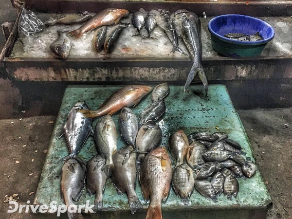 ಕೊಚ್ಚಿಯಲ್ಲಿ ಶಾಂತಿ, ಪ್ರೀತಿ, ಸಂತೋಷದ ಸಂದೇಶ ಸಾರಿದ ಟಿವಿಎಸ್ ವಿಗೊ