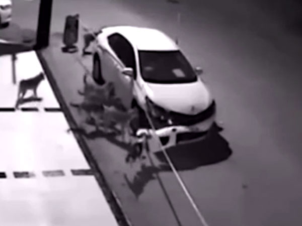 ಬೀದಿನಾಯಿಗಳಿಂದ ಕಾರಿನ ಬಂಪರ್ ಪೀಸ್ ಪೀಸ್- ಕಾರಣ ಕೇಳಿದ್ರೆ ನಿಮಗೂ ಶಾಕ್..!!