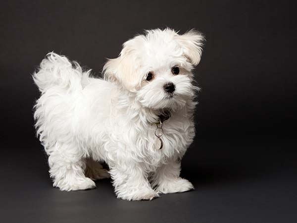 ನಾಯಿ ಮರಿಯನ್ನು ಕಾರು ಸ್ವಚ್ಛಗೊಳಿಸಲು ಉಪಯೋಗಿಸಿದರು : ವಿಡಿಯೋ ವೈರಲ್