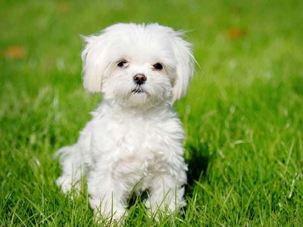 ನಾಯಿ ಮರಿಯನ್ನು ಕಾರು ಸ್ವಚ್ಛಗೊಳಿಸಲು ಉಪಯೋಗಿಸಿದರು : ವಿಡಿಯೋ ವೈರಲ್