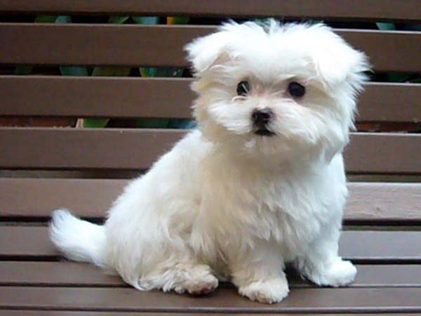 ನಾಯಿ ಮರಿಯನ್ನು ಕಾರು ಸ್ವಚ್ಛಗೊಳಿಸಲು ಉಪಯೋಗಿಸಿದರು : ವಿಡಿಯೋ ವೈರಲ್