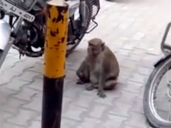 ಈ ಕೋತಿ ಮಾಡಿದ ಚೇಷ್ಟೆಯ ಬೆಲೆ ಒಂದು ಲೀಟರ್‌ಗೆ 70 ರೂ. ಎಂದರೆ ನಂಬಲೇ ಬೇಕು !!