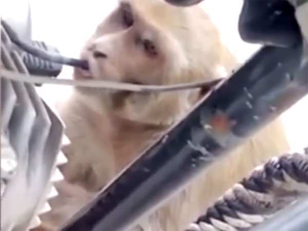 ಈ ಕೋತಿ ಮಾಡಿದ ಚೇಷ್ಟೆಯ ಬೆಲೆ ಒಂದು ಲೀಟರ್‌ಗೆ 70 ರೂ. ಎಂದರೆ ನಂಬಲೇ ಬೇಕು !!