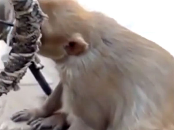 ಈ ಕೋತಿ ಮಾಡಿದ ಚೇಷ್ಟೆಯ ಬೆಲೆ ಒಂದು ಲೀಟರ್‌ಗೆ 70 ರೂ. ಎಂದರೆ ನಂಬಲೇ ಬೇಕು !!