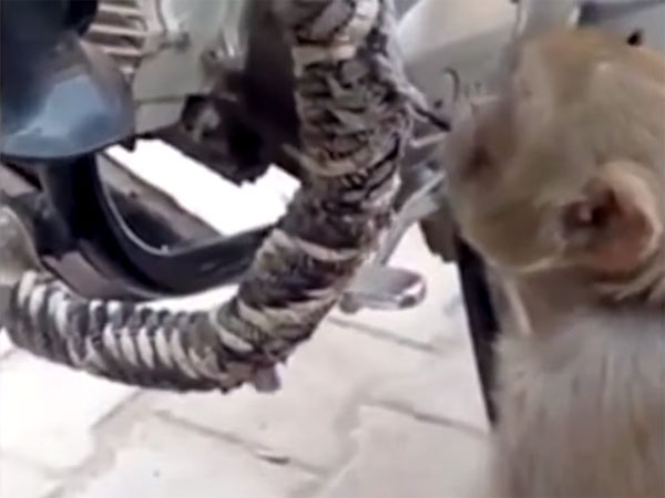 ಈ ಕೋತಿ ಮಾಡಿದ ಚೇಷ್ಟೆಯ ಬೆಲೆ ಒಂದು ಲೀಟರ್‌ಗೆ 70 ರೂ. ಎಂದರೆ ನಂಬಲೇ ಬೇಕು !!