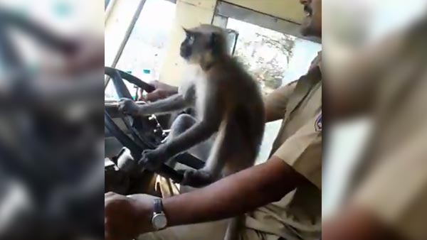 ಮಂಗನ ಕೈಗೆ ಸ್ಟೀರಿಂಗ್ ಕೊಟ್ಟು ಕೆಲಸ ಕಳ್ಕೊಂಡ ಡ್ರೈವರ್
